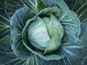 Cabbage Juice for Benefits Of Different Juices For Weight Loss