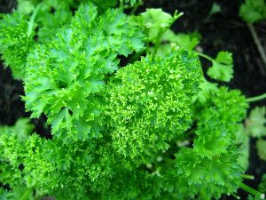 Parsely Juice for Benefits Of Different Juices For Weight Loss