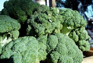 Broccoli Juice for Benefits Of Different Juices For Weight Loss