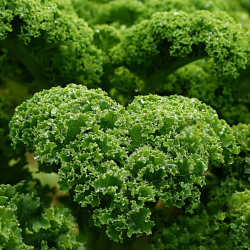 Kale Best Things To Juice For Weight Loss